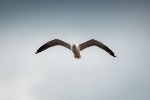 animals birds seagulls