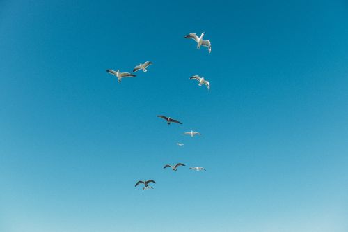 animals birds seagulls