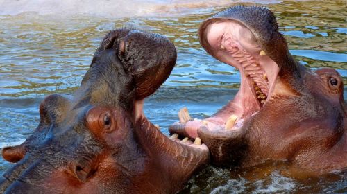 animals hippo wild animals