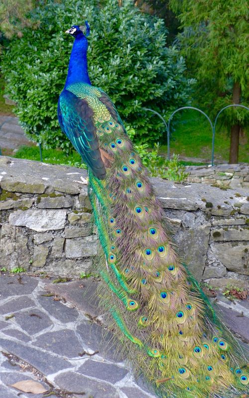 animals bird peacock