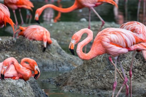 animals flamingos pink flamingos