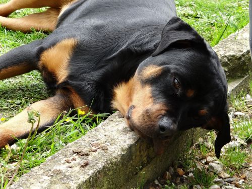 animals dog rottweiler