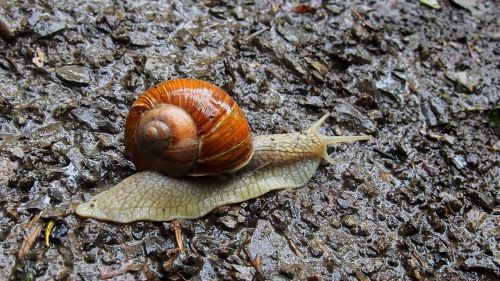 animals snail molluscum