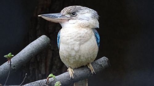 animals birds australia
