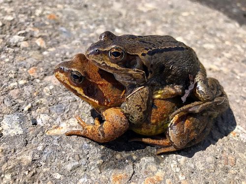 animals frogs pair