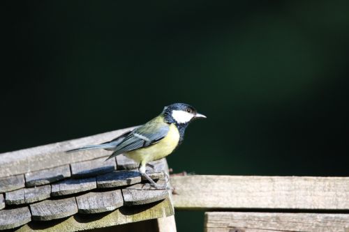 animals birds nature