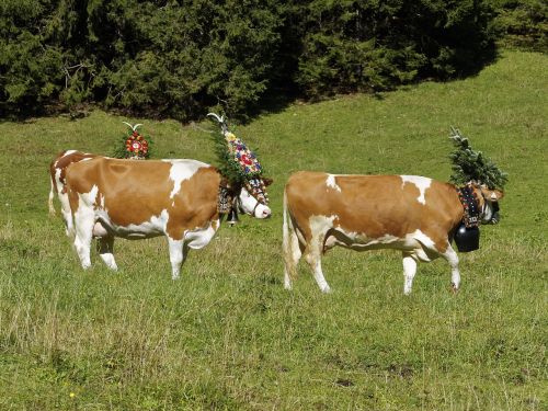 animals transhumance tyrol