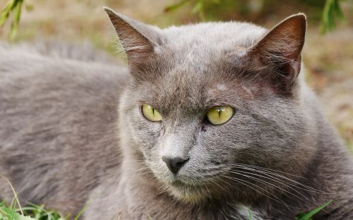 animals cat grey