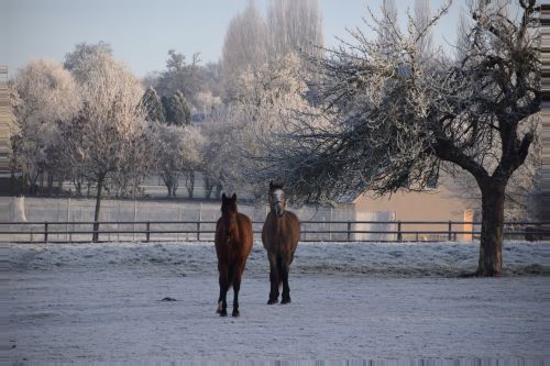 animals horses winter