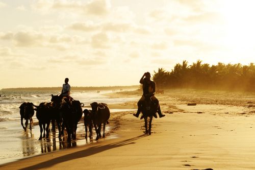 animals beach nature