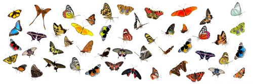 animals butterflies butterfly