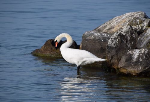 animals birds swans