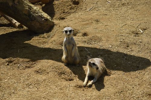 animals lemur exotic animal