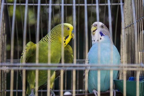 animals parrots bird