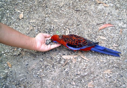 animals bird carry