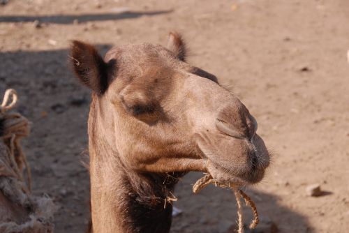 animals camel africa