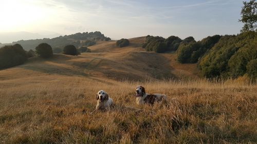 animals sky autumn