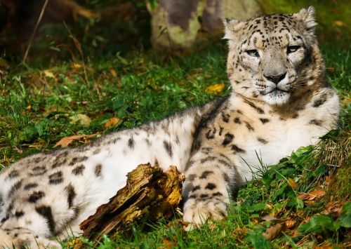 animals cat leopard