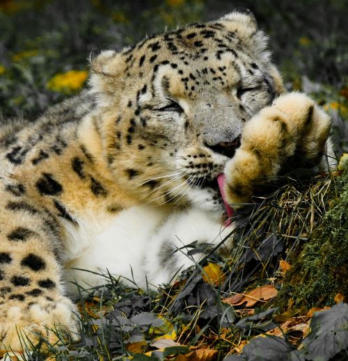 animals cat leopard