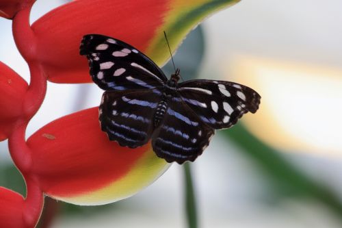 animals butterfly nature