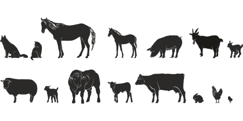 animals farm series