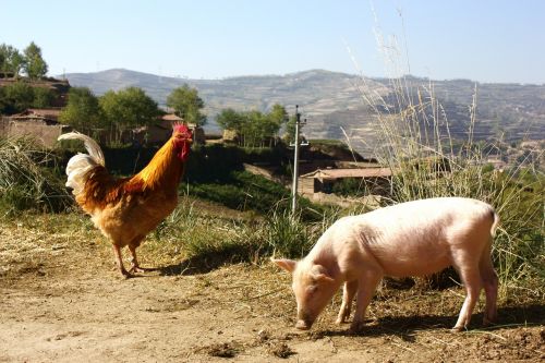 animals farm pig