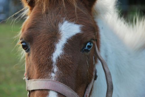 animals horse pony