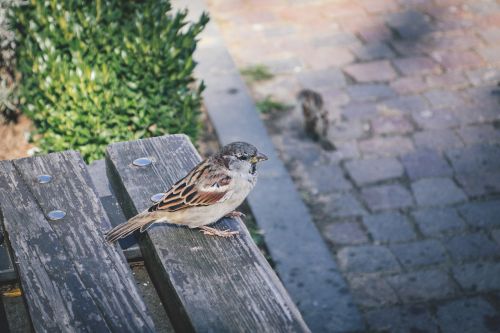 animals bench bird