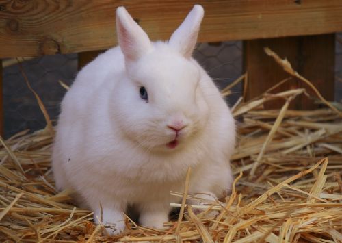 animals rabbit farm
