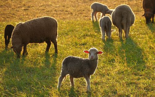 animals sheep lamb
