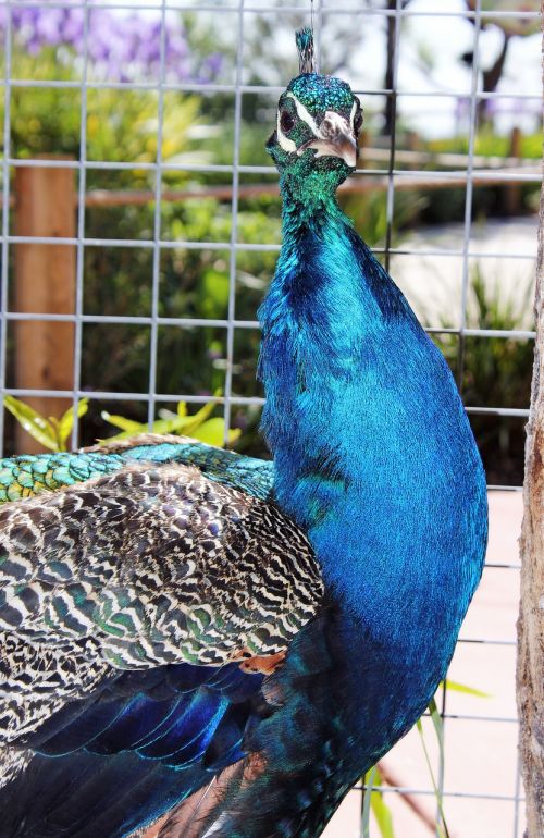 animals peacock zoo