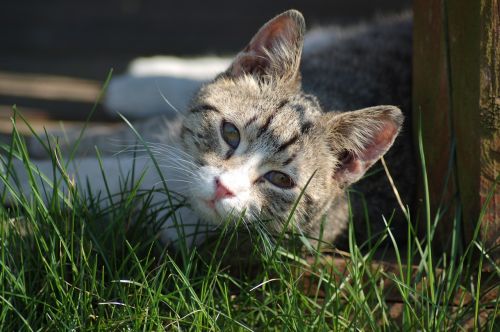 animals charming cat