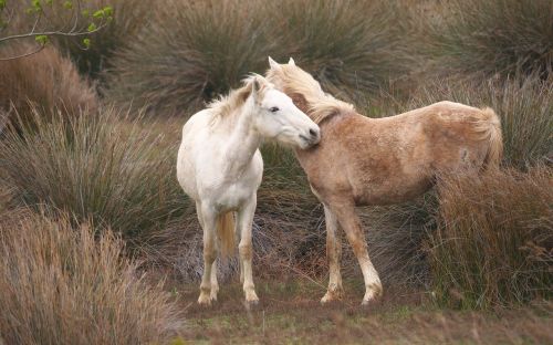 animals horses youth