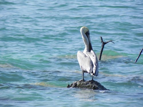 animals pelican rock