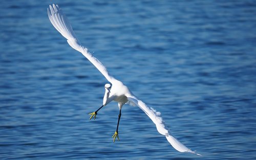 animals  birds  flight