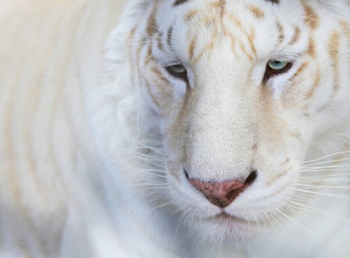 animals  white tiger  portrait