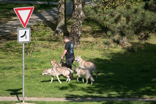 animals  dog breed  pack