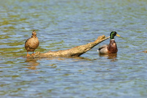 animals  duck  couple