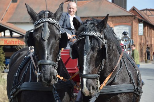 animals  horses