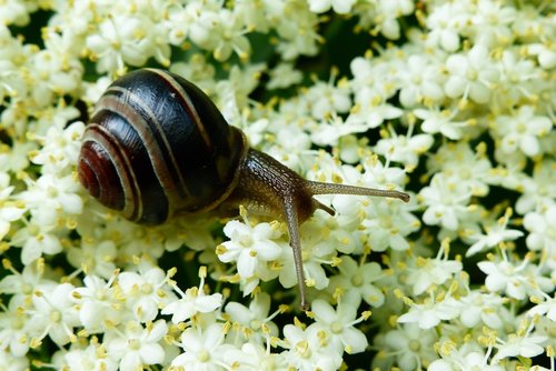 animals  invertebrates  molluscs