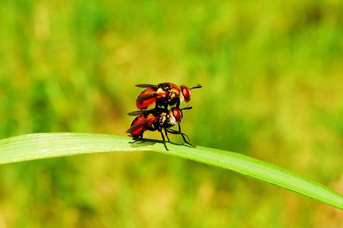 animals  invertebrates  insects