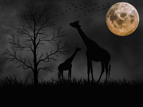animals  night  moon