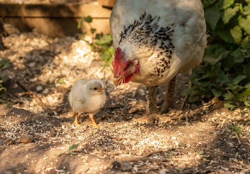 animals  chicks  mother hen