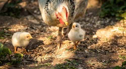 animals  chicks  mother hen