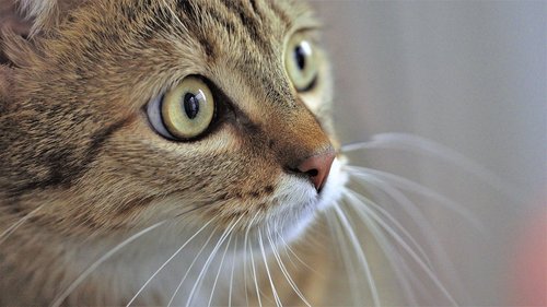 animals  cat  eyes