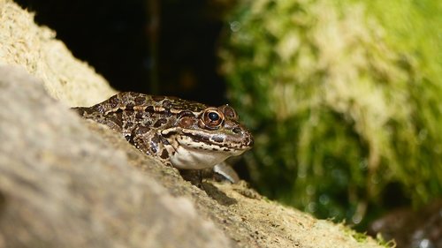 animals  toads  amphibians