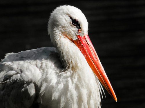 animals  bird  stork