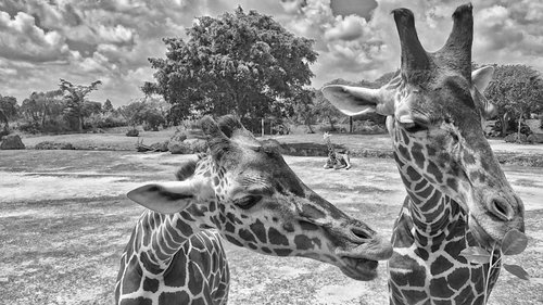 animals  zoo  giraffe