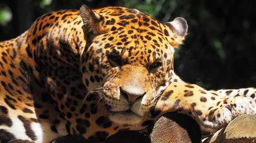 animals  feline  jaguar