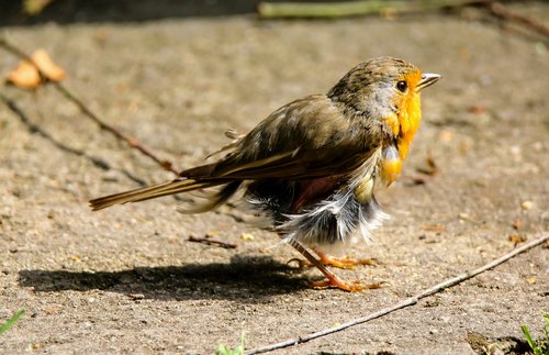 animals  bird  robin